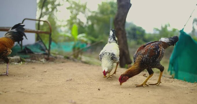 Beautiful Indian Rooster Crowing

