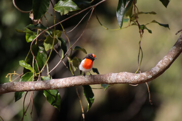 A Red-Capped Robin, a Flash of colour in the Australian Bush
