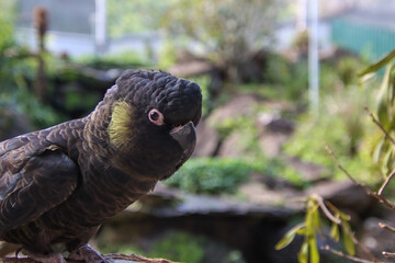 A Yellow-tailed Black Cockatoo Perched on a Branch