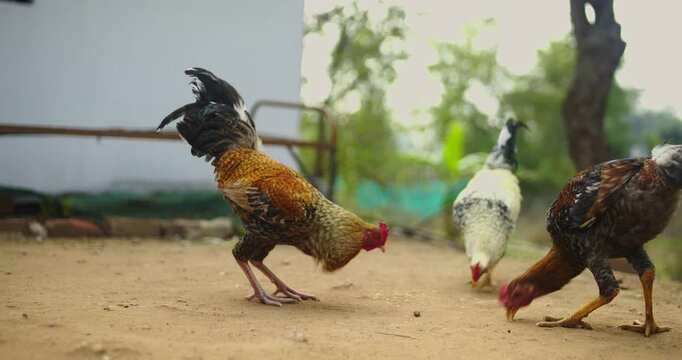 Beautiful Indian Rooster Crowing

