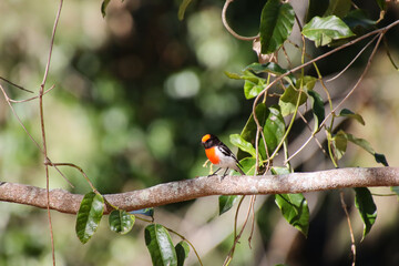 Red-Capped Robin Perched on a Branch with Lush Greenery
