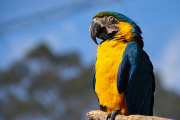 Vibrant Blue and Gold Macaw Perched on a Branch Against a Blue Sky