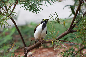 Striking Blue-Faced Honeyeater with Yellow Wattle Perched on a Branch