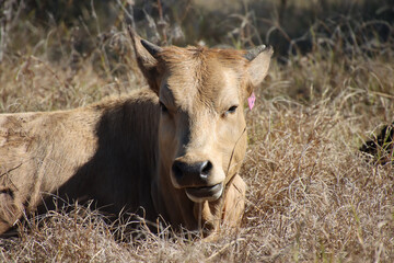 Young Calf Relaxing in a Field of Dry Grass