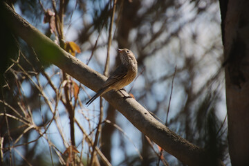 A female Rufous Whistler perched on a branch in the sunlight