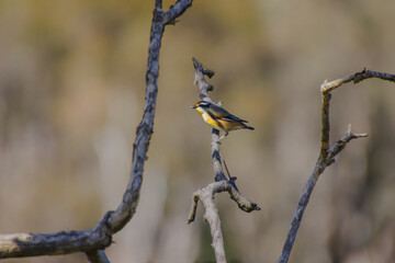 A Striated Pardalote perched on a bare branch