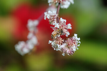 A Honey Bee collecting pollen from a white flower