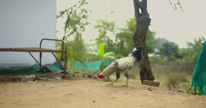 Beautiful Indian Rooster Crowing

