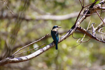 A Sacred Kingfisher perched on a branch