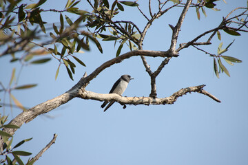 A White-breasted Woodswallow perched on a branch against a blue sky