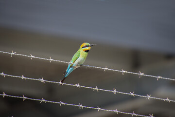 A Rainbow Bee-eater perched on a barbed wire fence
