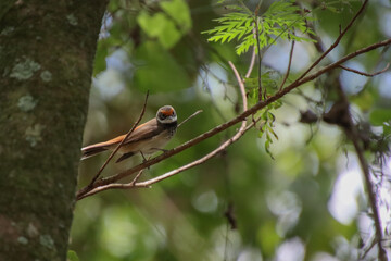 A Rufous Fantail perched on a thin branch amongst green leaves