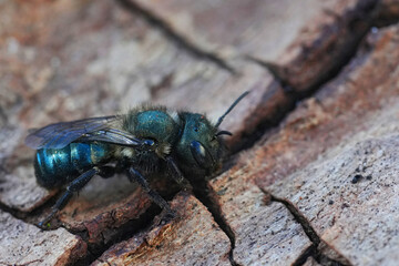 Closeup on a hairy metallic green large female Mason bee , Osmia from Crescent city, North California