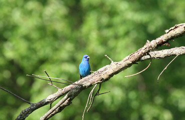 Blue Indigo Bunting Bird on Tree with green Background  in Willowbrook, IL, US