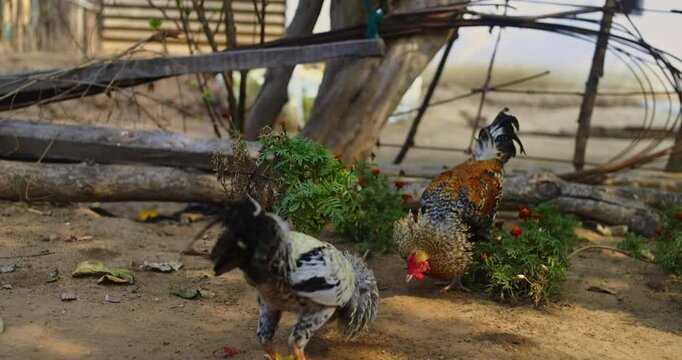 Beautiful Indian Rooster Crowing

