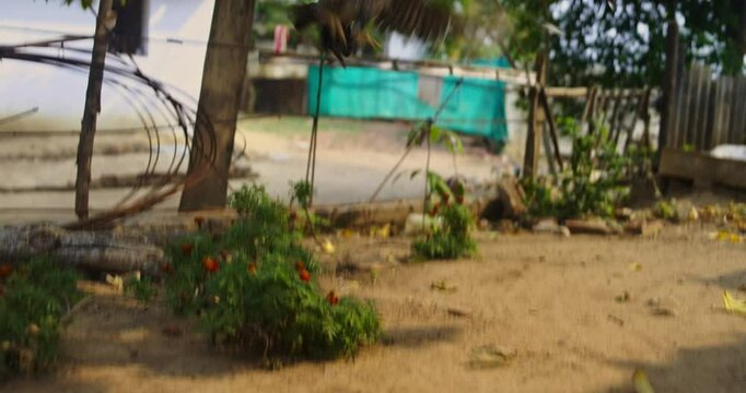 Beautiful Indian Rooster Crowing

