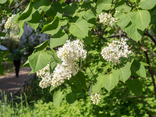 branches of blooming white lilac