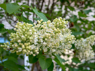 white lilac on a May day