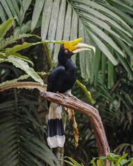 toucan on a branch