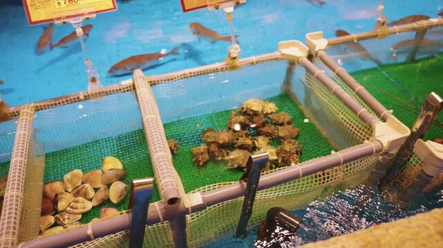 Shellfish, Turban Shells and Sea Bream in Large Fishing Tank, Japanese Dining