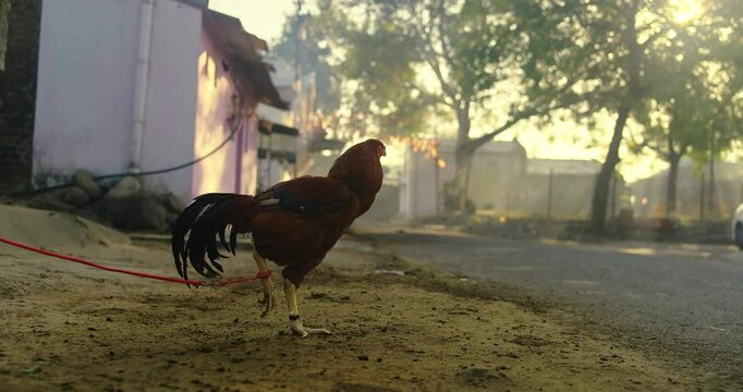 Beautiful Indian Rooster Crowing

