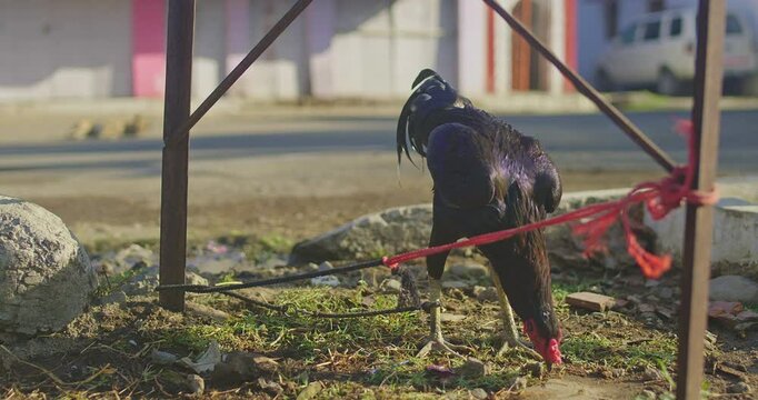 Beautiful Indian Rooster Crowing

