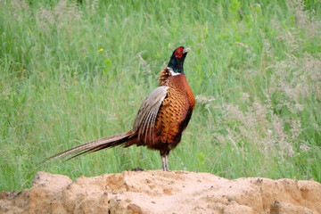 Obraz premium A crowing wild ring-necked pheasant standing on a heap of sand and flapping its wings in the middle of the meadow, side view