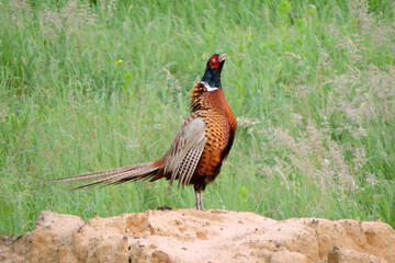A crowing wild ring-necked pheasant standing on a heap of sand and flapping its wings in the middle of the meadow, side view