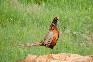 Obraz premium A crowing wild ring-necked pheasant standing on a heap of sand and flapping its wings in the middle of the meadow, side view