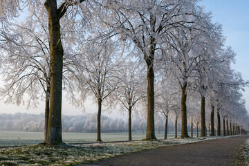 Avenue with frozen trees