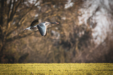 a close-up of flying greylag geese