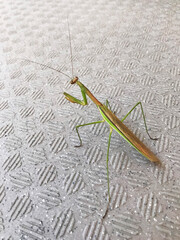 カマキリ
