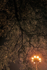 Branches of tree at night