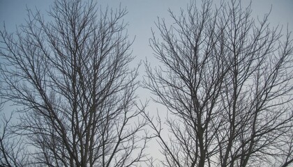 Fototapeta premium Bare branches silhouetted against winter skies