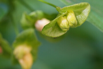 The California or bracted honeysuckle wildflower or twin-berry plant, Lonicera involucrata