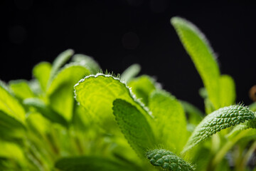 A vibrant seedling showcases its lush green leaves, standing out against a stark black background. This moment captures the resilience and beauty of plant life emerging in darkness, symbolizing hope. 