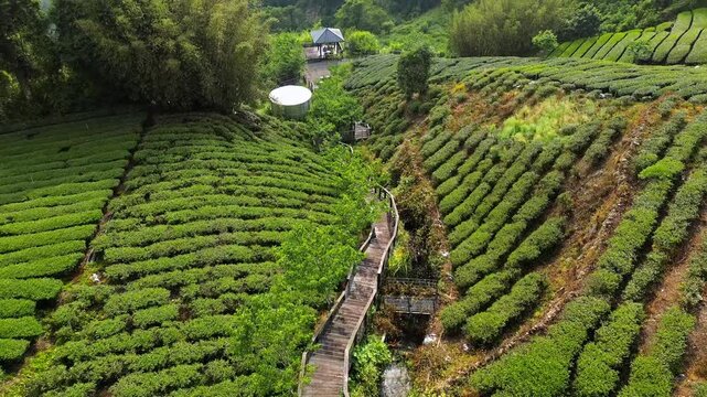 Aerial 4K view of mountain tea fields in Chiayi of Taiwan. Taiwan is famous for it's tea products.