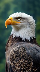Obraz premium Majestic Bald Eagle, Profile View, Forest Background, Wildlife Photography.