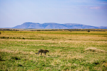 Naklejka premium cheetah in the savannah