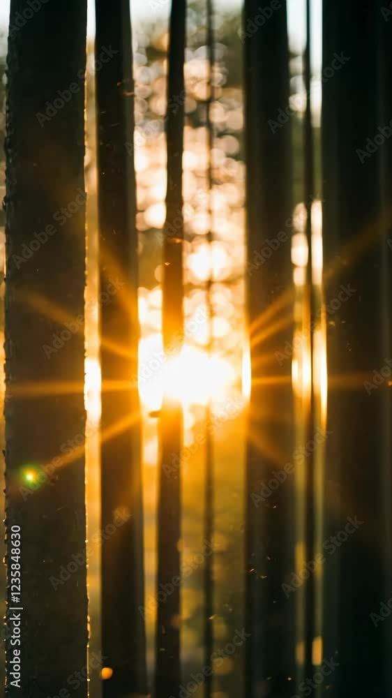 Poster sunlight filters through trees in a serene forest setting during golden hour