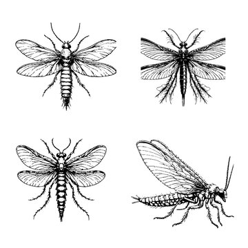 caddisfly