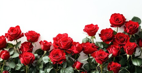 Obraz premium red rose on white background