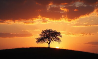Silhouette of a tree at sunset