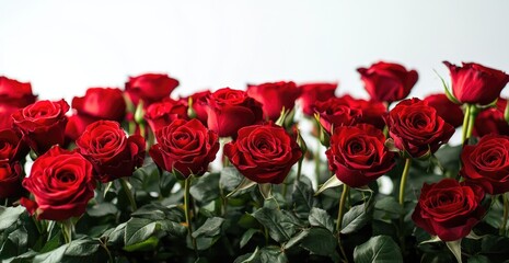 Obraz premium bouquet of red roses