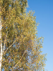 Fototapeta premium foliage with green and yellow leaves