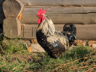 rooster near a wooden barn