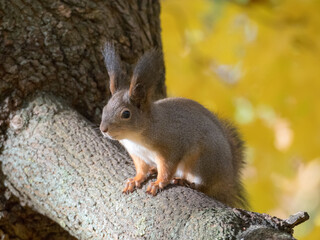 squirrel on a tree branch in autumn