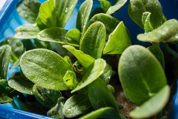Fresh green leaves emerge from a vivid blue pot, glistening with droplets of water. The tranquil atmosphere creates a serene indoor garden, perfect for relaxation and growth. 