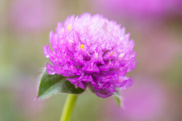 Obraz premium globe amaranth
