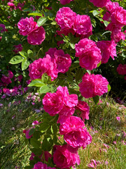 Bright pink roses blooms in garden.